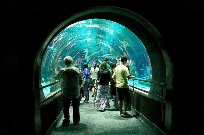 Aquarium Tour - Rio De Janeiro - Last Words