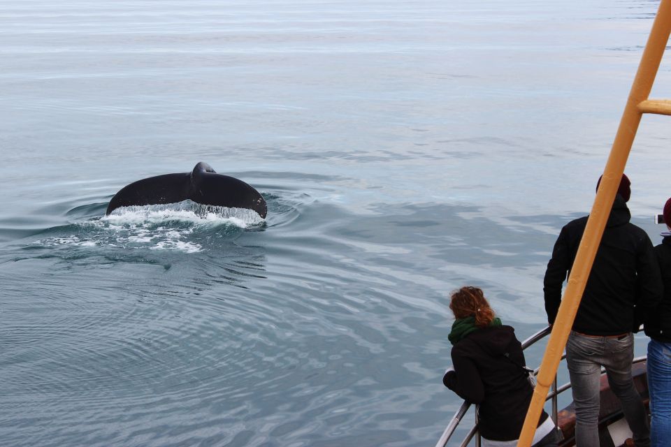 Árskógssandur: Whale-Watching Boat Trip - Customer Feedback