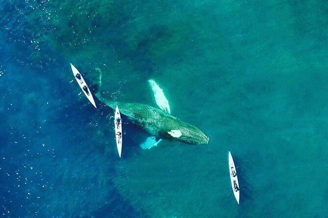 Atlantic Outlook Kayak Tour Cape Town - Key Highlights of the Kayak Tour