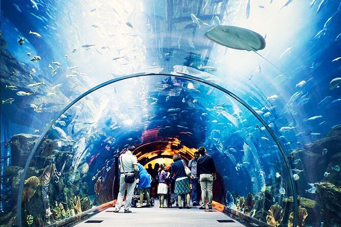 Atlantis Lost-Chamber Aquarium Dubai - Visitor Experience