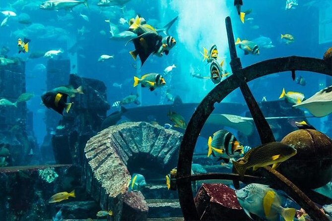 Atlantis Lost-Chamber Aquarium Dubai - General Information About the Aquarium
