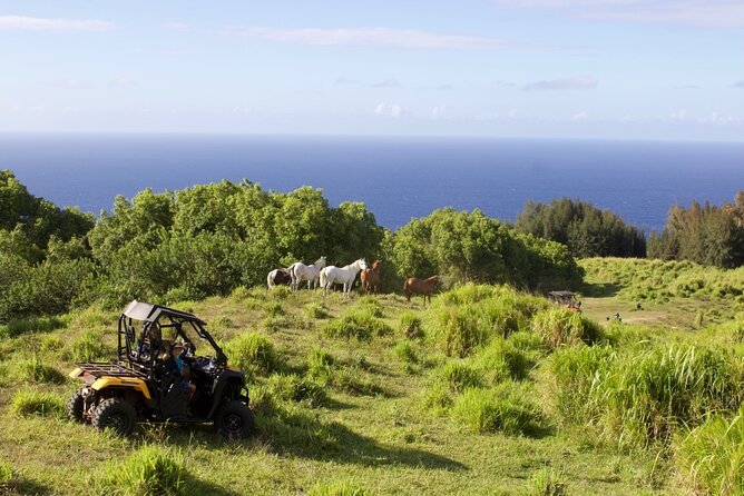 ATV 4WD UTV Scenic Guided Tour Near Waipio Valley and Kona - Additional Information