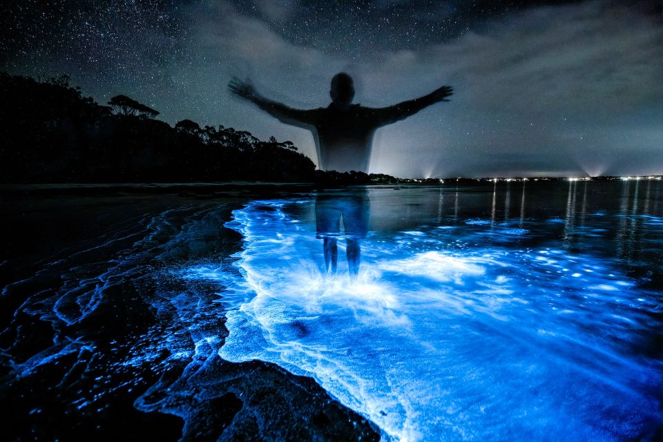 Auckland: Bioluminescence Kayak Tour - Meeting Point and Transportation