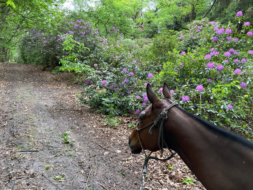 Aumont-En-Halatte: Horseback Riding in the Forest Near Paris - Customer Review