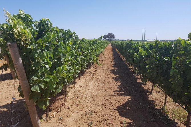 Azeitão and Alentejo Wine and Food Tour - Additional Information