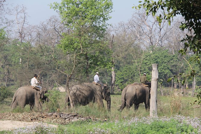 Bardia Tiger Tracking Tour 3 Nights 4 Days Full Package - Contact and Support