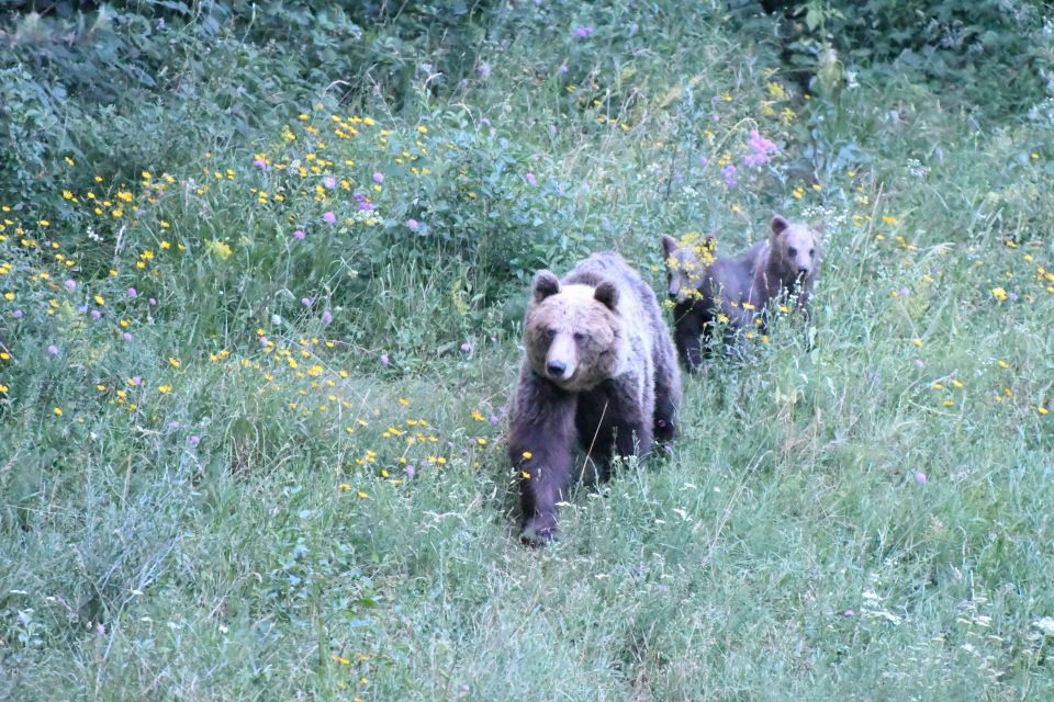 Bear Watching Slovenia - Activity Description