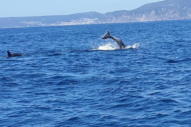 Become a Dolphin Protector! Lisbon Eco-Dolphin Watching - General Information