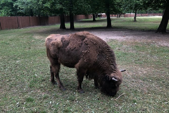 Bialowieza Forest Private Customizable Tour  - Poland - Additional Tour Information