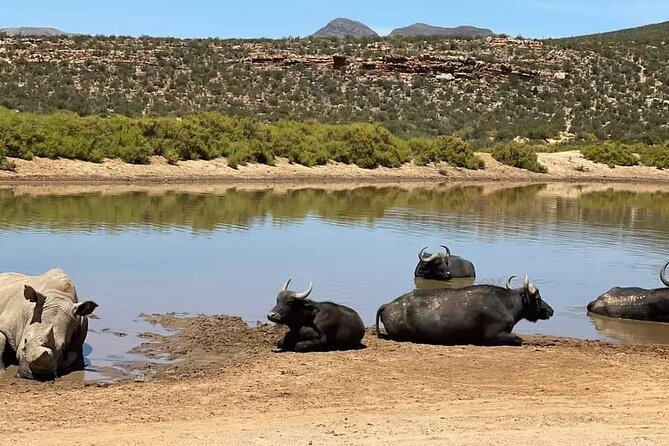 Big Five Safari Experience Near Cape Town ,South Africa - Common questions