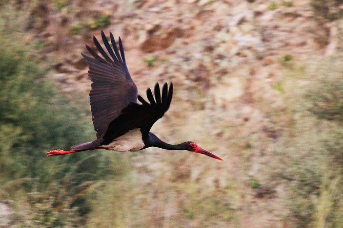Bird Safari in Cazalla De La Sierra - Essential Birdwatching Tips