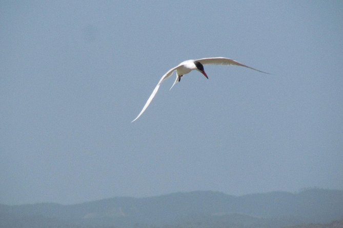 Birdwatching at Abicada and Alvor Dunes - Best Time to Visit