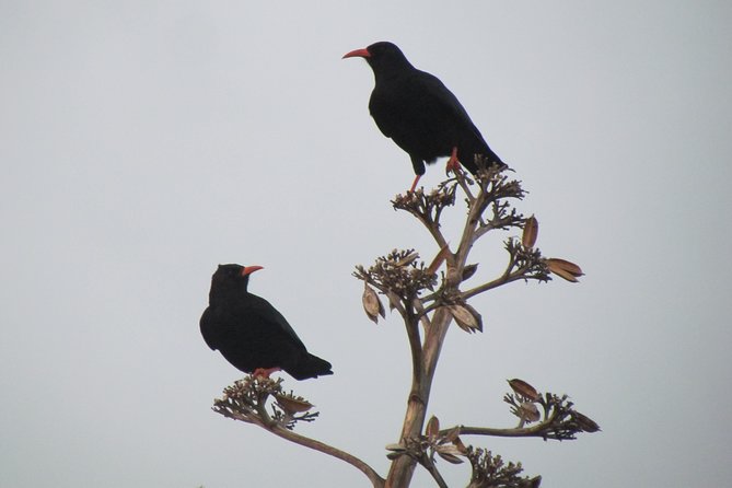 Birdwatching Day Around Sagres - Contact and Booking Information