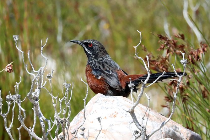 Birdwatching in Cape Town - Convenient Booking and Cancellation Policy