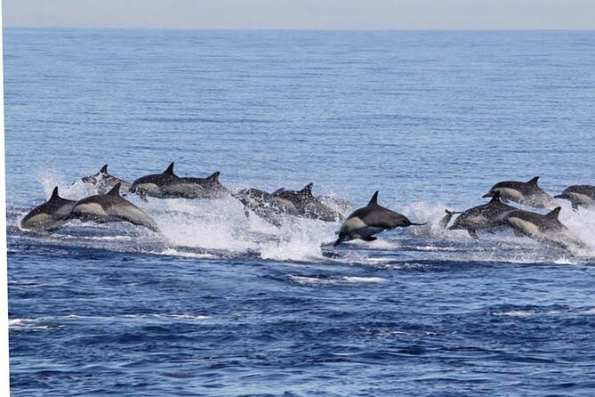 Boat Trip to See Marine Life in Puerto Escondido - Common questions