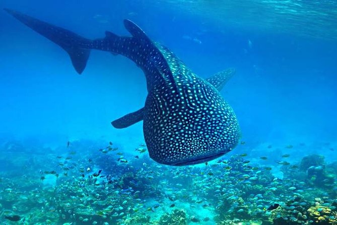 Bohol Whale Shark Interaction - Tour Inclusions