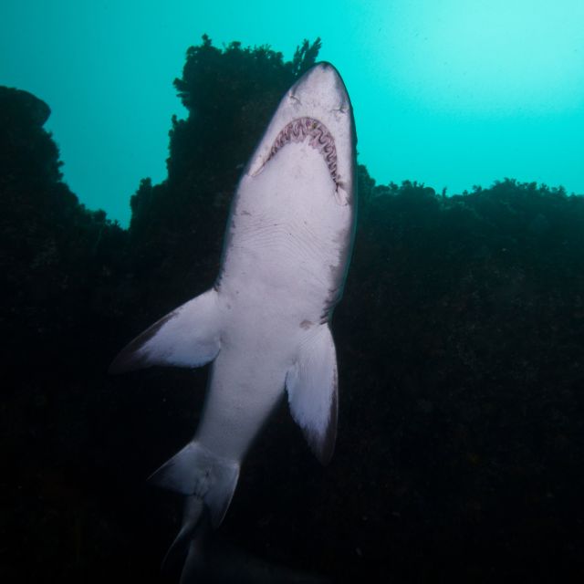 Bondi: Shark Dive at Bushrangers Bay for Certified Divers - Restrictions