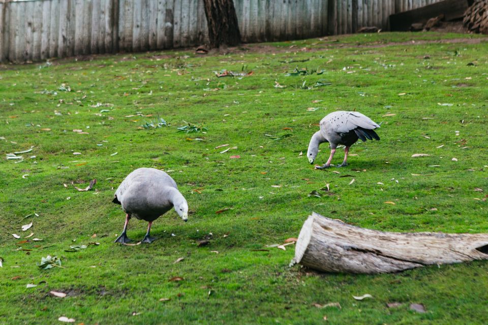 Bonorong Wildlife Sanctuary Half-Day Tour From Hobart - Inclusions