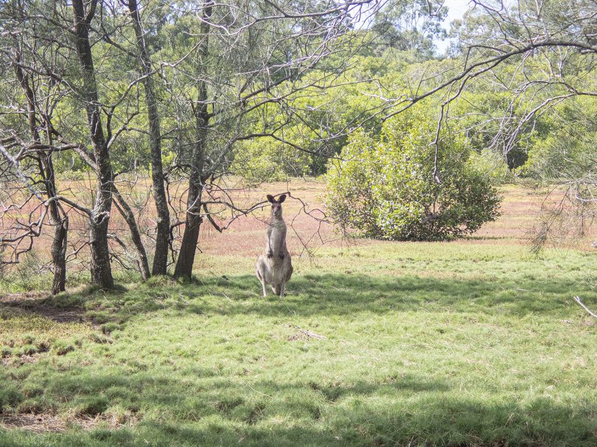 Brisbane: Kangaroos, Birds and Mangroves Coastal Tour - Tour Inclusions