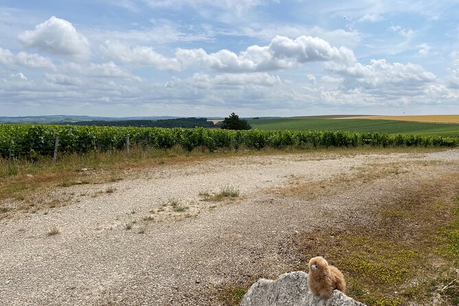 Burgundy-Chablis Wine & Cheese Tasting Private Day Trip 15 Glass - Review Process