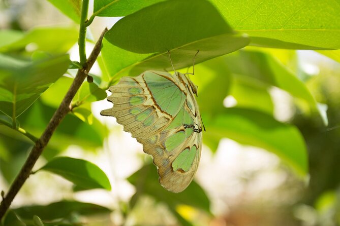 Butterfly Sanctuary Guided Tour in Puerto Vallarta - Reviews and Recommendations