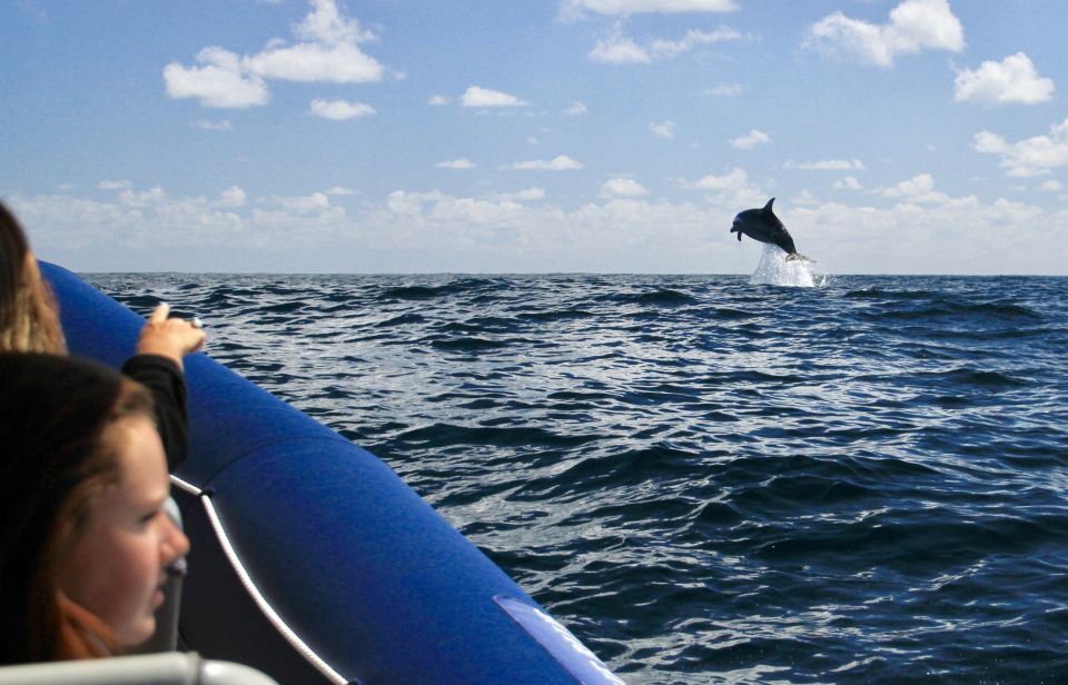 Byron Bay: Cruise With Dolphins Tour - Experience Description