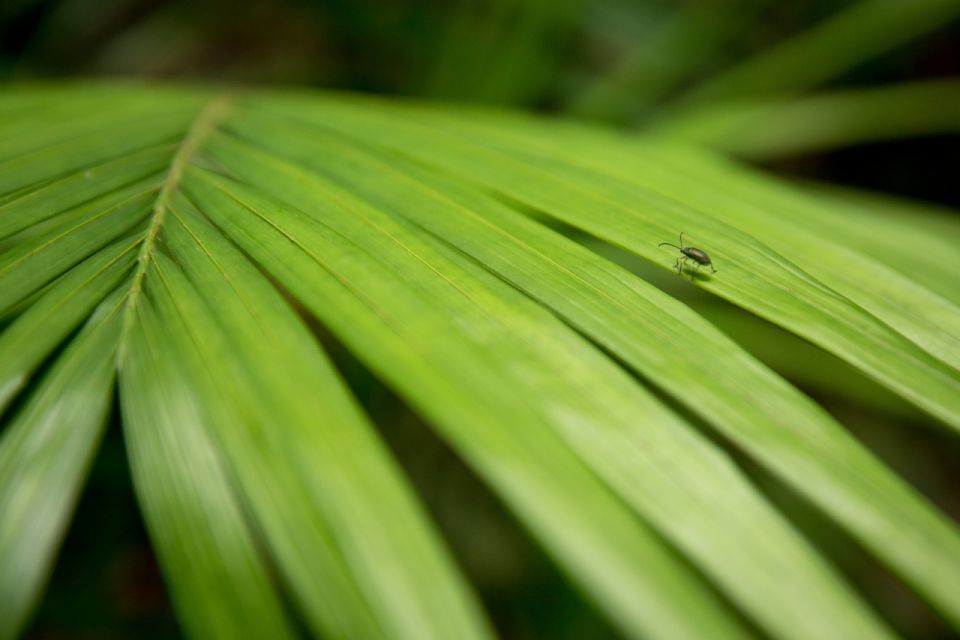 Byron Bay Hinterland: National Park and Waterfalls Tour - Tour Highlights and Customer Review