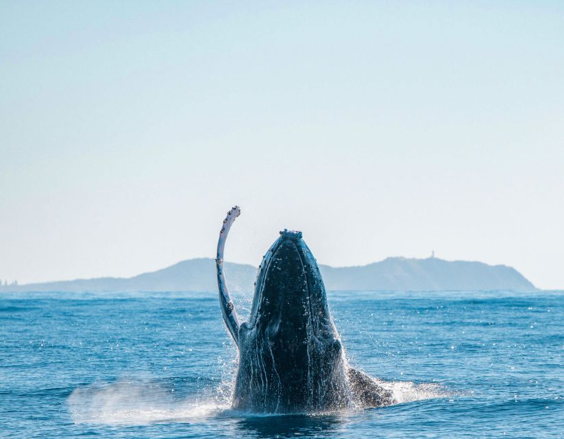 Byron Bay: Whale Watching Cruise With a Marine Biologist - Logistics