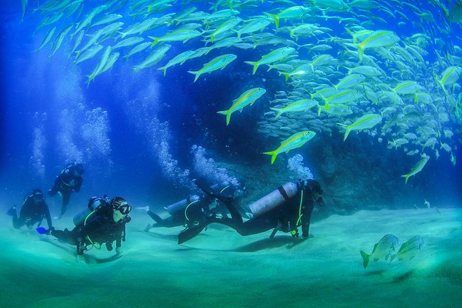 Cabo San Lucas PADI Open Water Certified Diver Course - Booking Information and Logistics