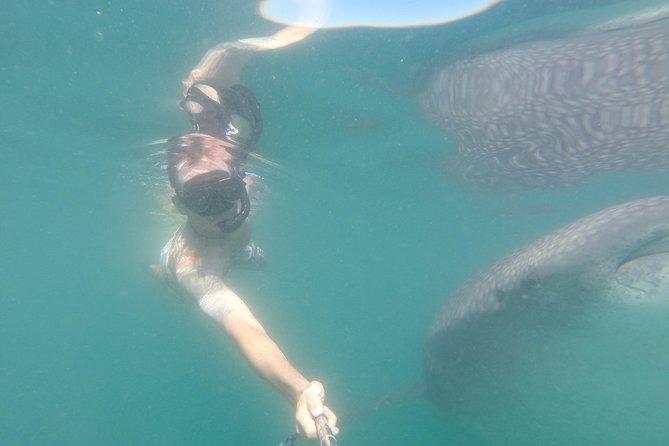 Cabo San Lucas to La Paz Whale Shark Full-Day Snorkeling Trip - Reviews and Feedback From Travelers