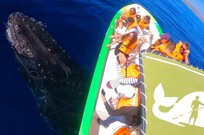Cabo San Lucas Whale Watching Tour With Photos Included - Booking Information and Pricing