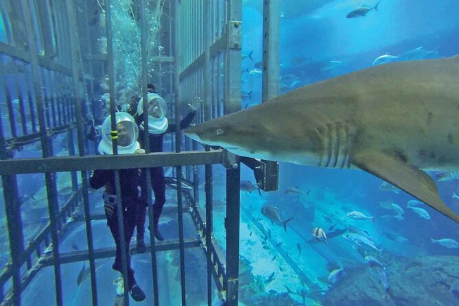 Cage Snorkeling Dubai Mall Aquarium - Last Words