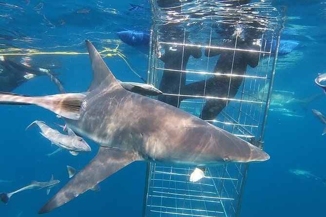 Caged and Cageless Shark Snorkelling on Durbans Aliwal Shoal - Last Words