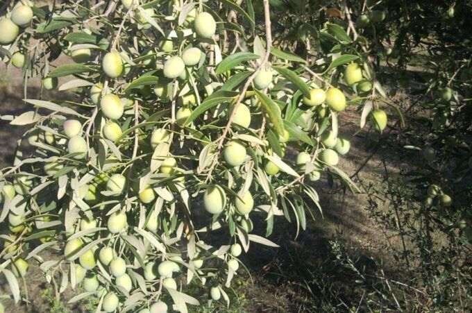 Cagliari: Exclusive Extra Virgin Olive Oil Tour at Museum - Accessibility and Group Type