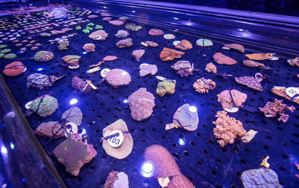 Cairns: Aquarium Entry Ticket and Coral Conservation Tour - Common questions