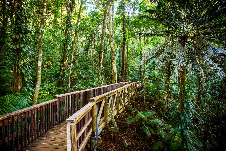 Cairns: Daintree and Mossman Gorge Tour With Cruise Option - Tour Highlights and Activities