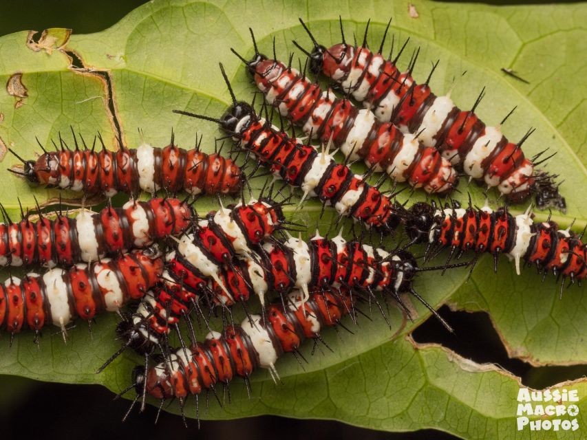 Cairns: Insect Photography Tour of Cairns Botanic Gardens - Customer Reviews