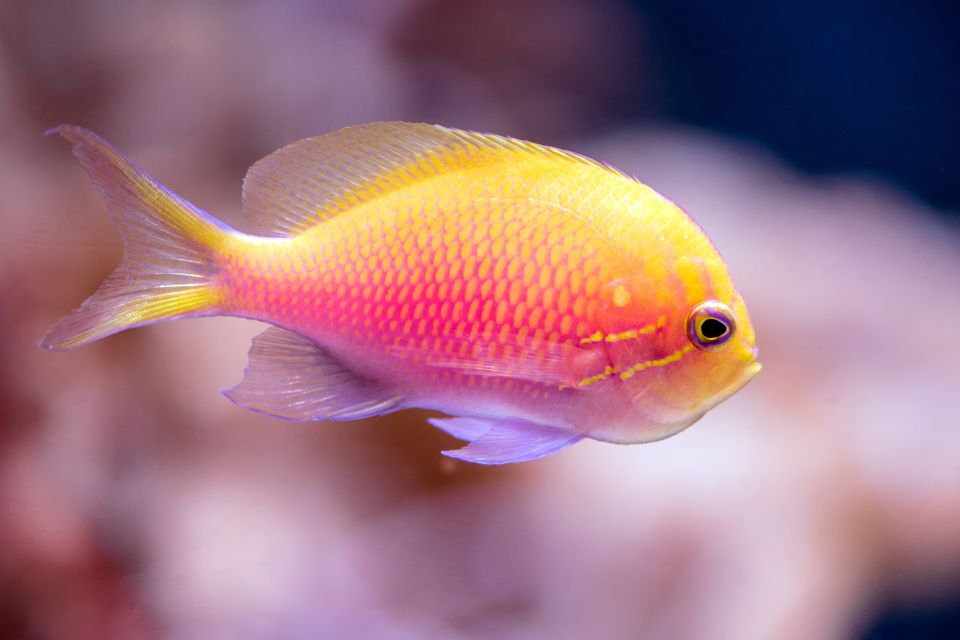 Cairns: Pre-Opening Guided Tour of the Cairns Aquarium - Important Information