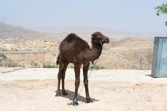 Camel Trekking in Open Red Dunes Desert - Immerse in Bedouin Culture and Cuisine
