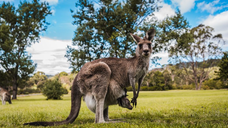 Canberra: Best of Wildlife Tour - Booking Information