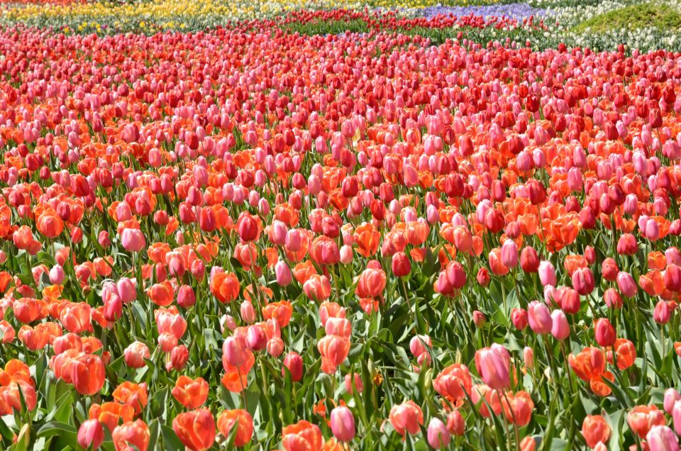 Canberra: Guided Tour of Floriade Festival With Transfers - Directions