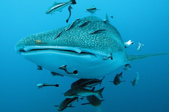 Cancun Whale Shark Encounter - Reviews and Customer Service