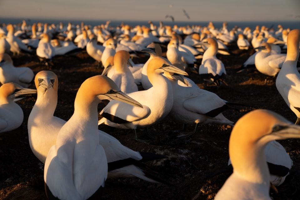 Cape Kidnappers: Gannet Colony Exclusive Sunrise Tour - Additional Information