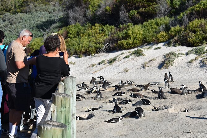 Cape of Good Hope and Penguins Full-Day Tour From Cape Town - Business Appreciation and Service