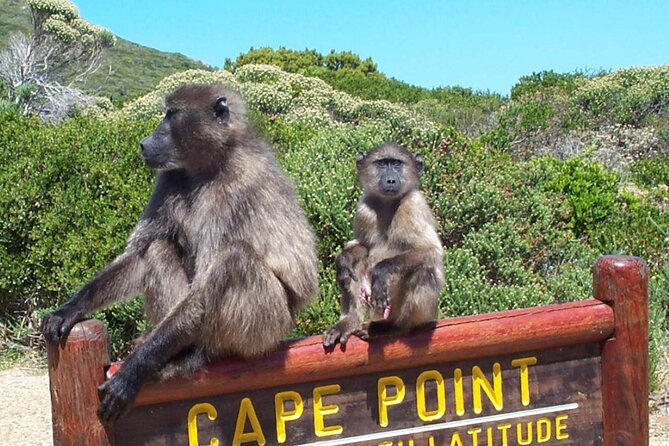 Cape Peninsula Private Tour In Cape Town South Africa - Operator Information
