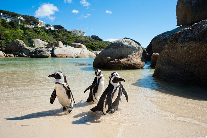 Cape Point and Boulders Penguins Full Day Tour - Improvement Opportunities