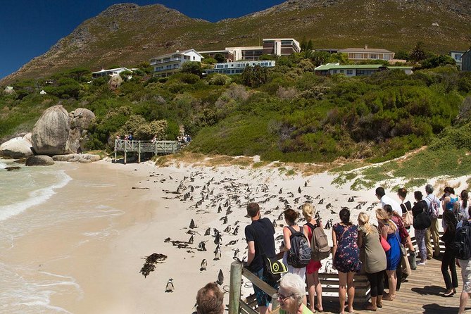 Cape Town Private Tour , Cape Peninsula Penguin - What To Expect