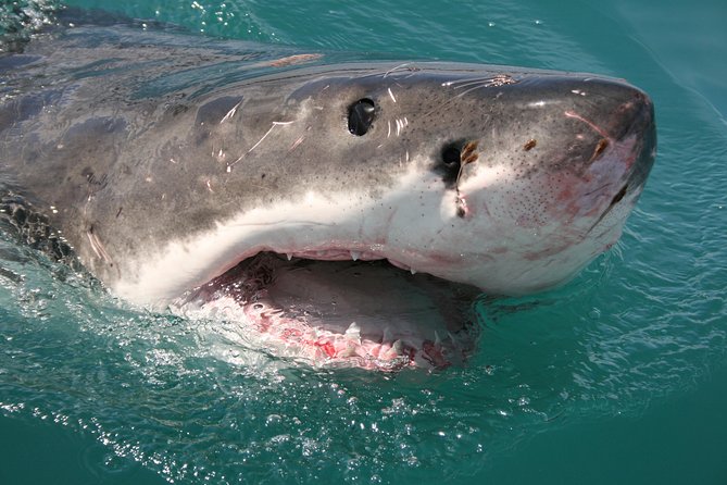 Cape Town Shark Cage Diving in Gaansbaai With Transfers  - Western Cape - Shark Species in the Area