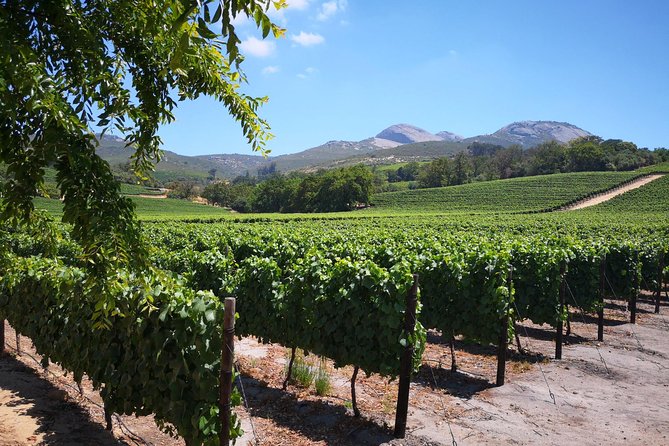 Cape Winelands Stellenbosch Franschhoek Paarl Tour From Cape Town - Tour Schedule