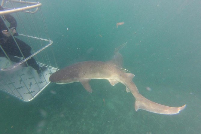 CapeTown: African Shark Eco-Charters Shark Cage Diving Experience - Safety Precautions